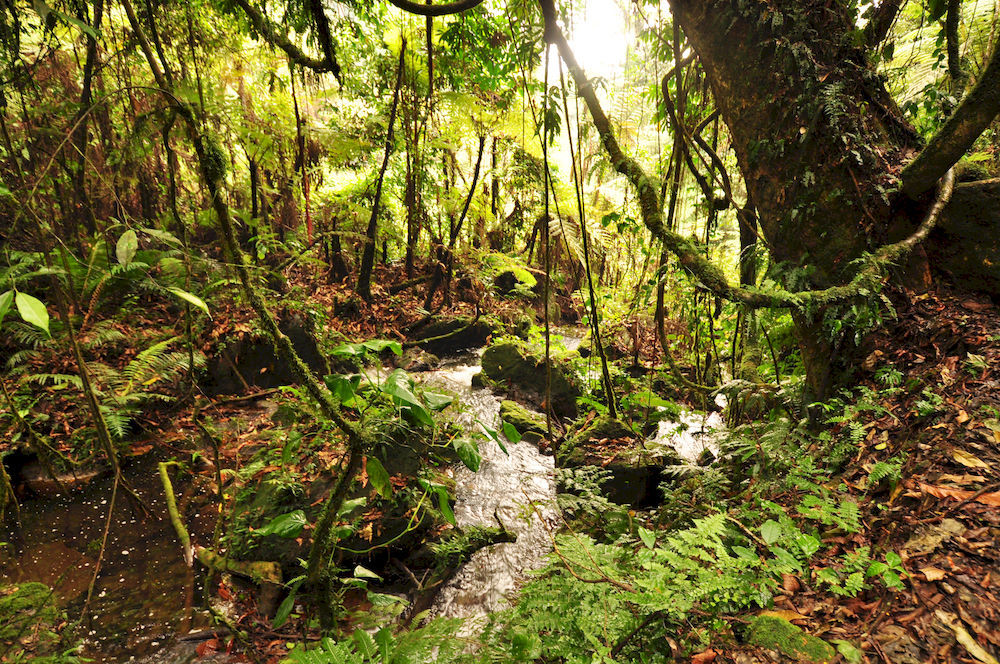 Sanctuary Gorilla Forest Camp Hotel Ntungamo  Exterior foto